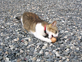 IMG_0086_thumb.png