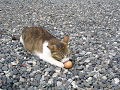 IMG_0088_thumb.png