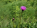 P1010068_thumb.png