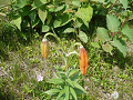 P1010512_thumb.png