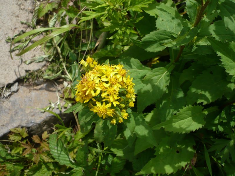 P1010533.JPG
