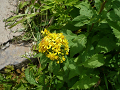 P1010533_thumb.png