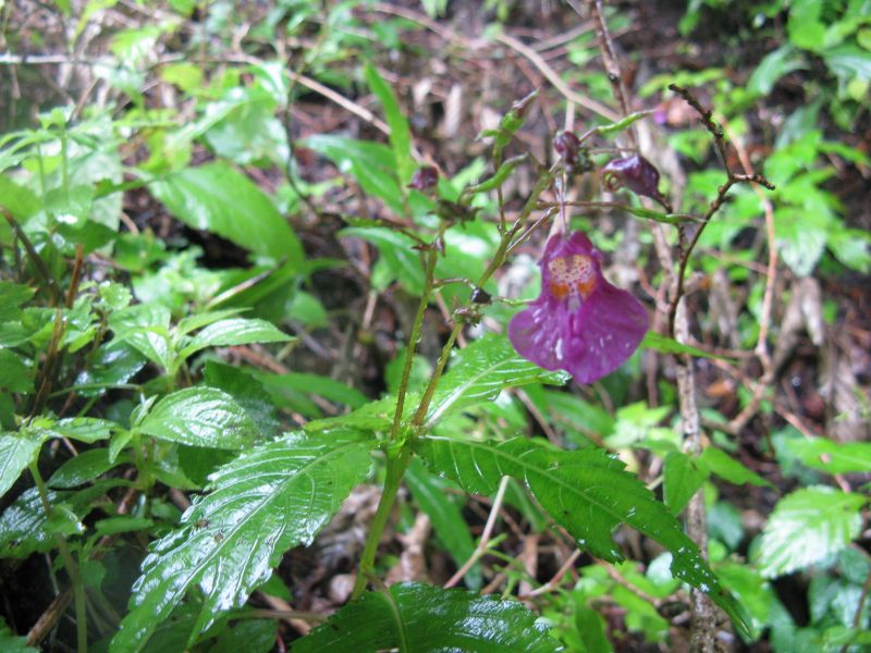 IMG_1987.JPG