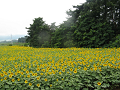 IMG_2031_thumb.png