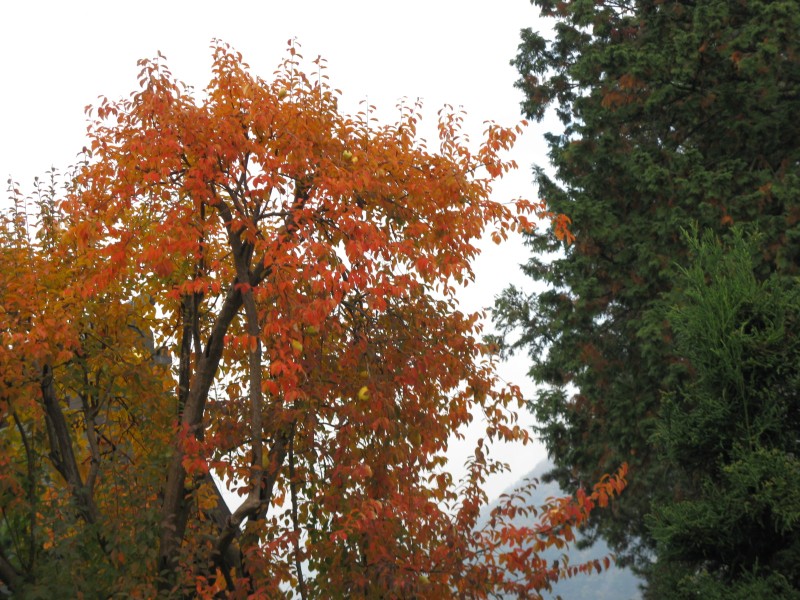 IMG_7361.JPG