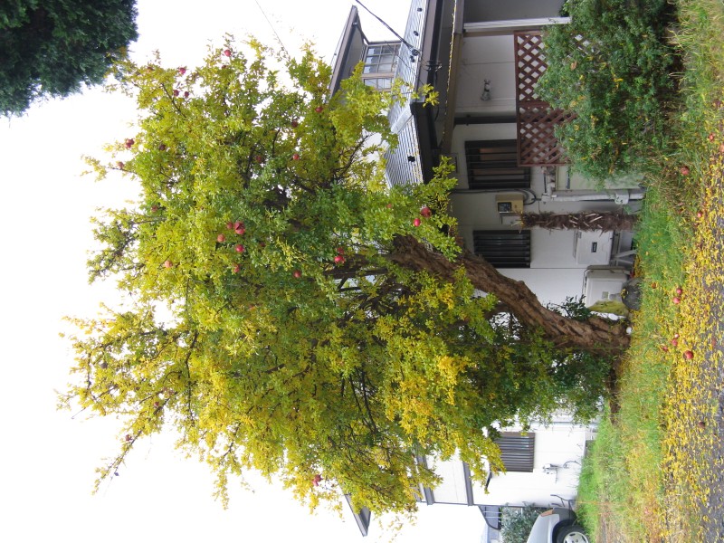 IMG_6949.JPG