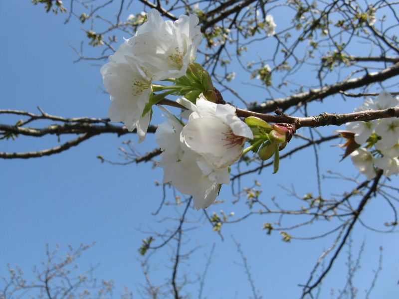 IMG_2654.JPG