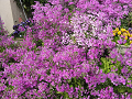 IMG_1829_thumb.png