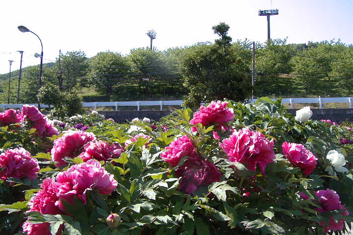 EPSN0031.JPG