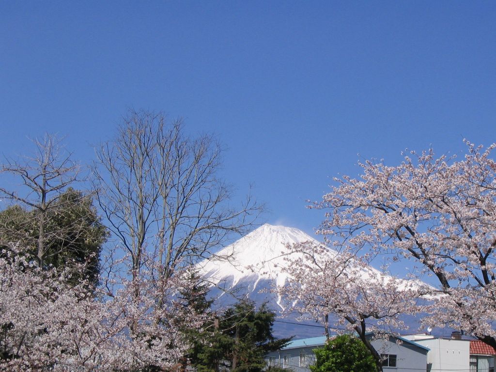 H200403fuji-saibansyo-sakura.jpg